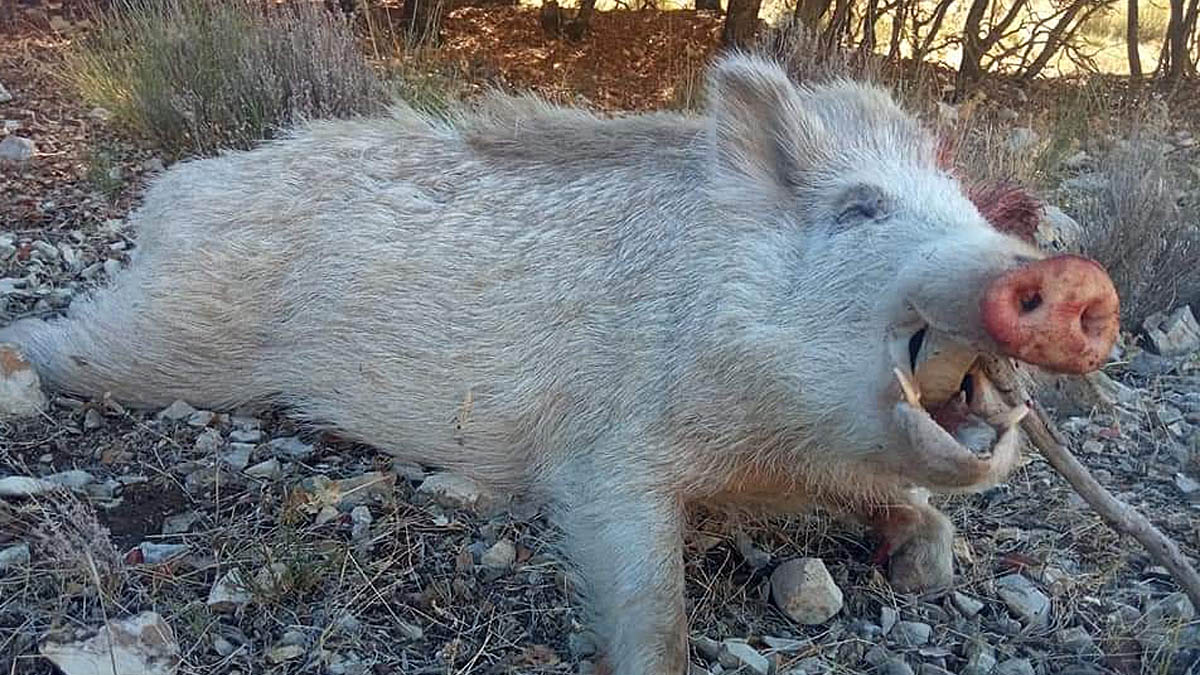 Un sanglier blanc prélevé par un jeune chasseur lors d’un affût