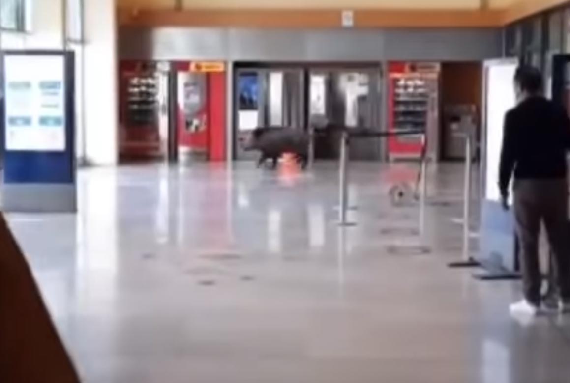 [Vidéo] Un sanglier sème la panique en gare de Menton