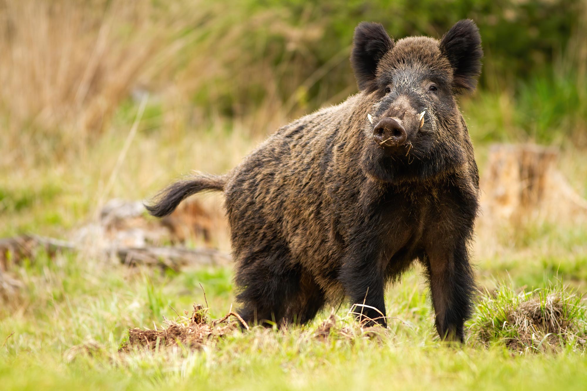 Rattrapages et lâchers de sangliers dans le massif du Bargy