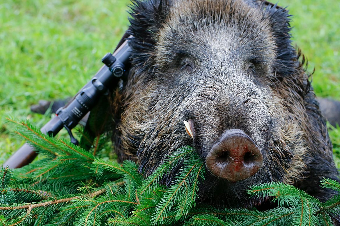 Une tonne de viande de sanglier offerte aux Restos du cœur par les chasseurs de la Somme