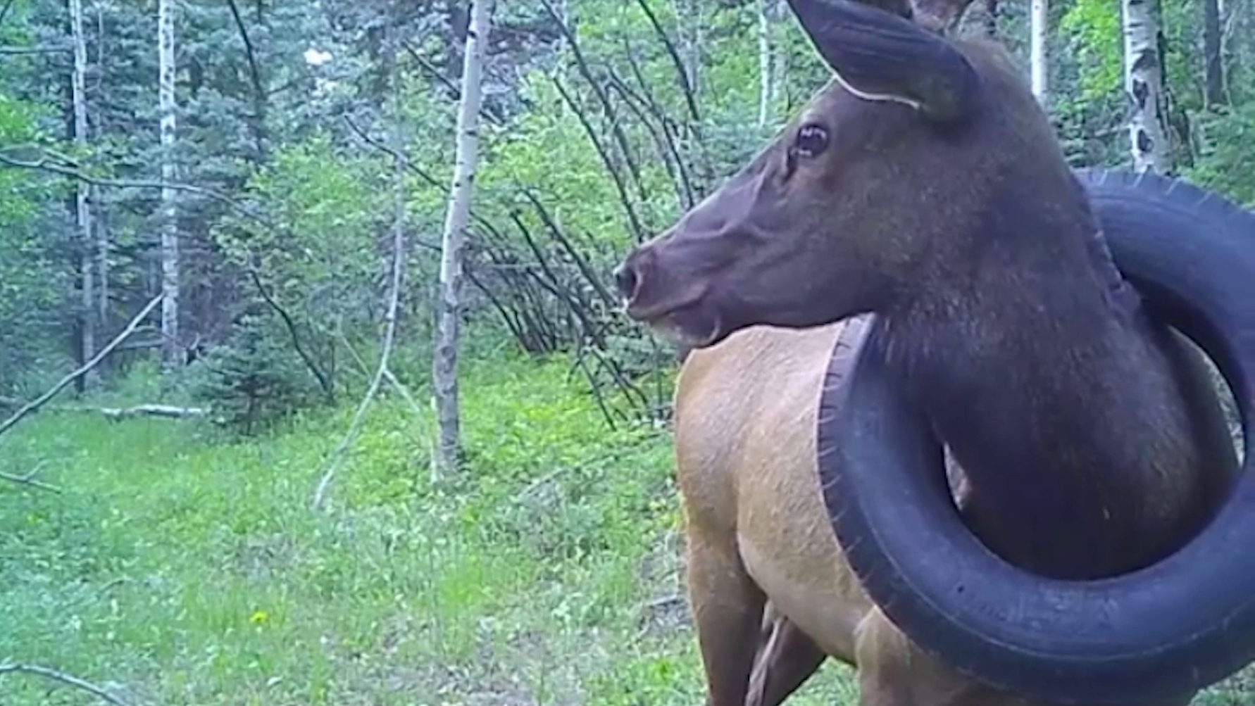 USA : un wapiti qui vivait depuis 2 ans avec un pneu autour du cou libéré