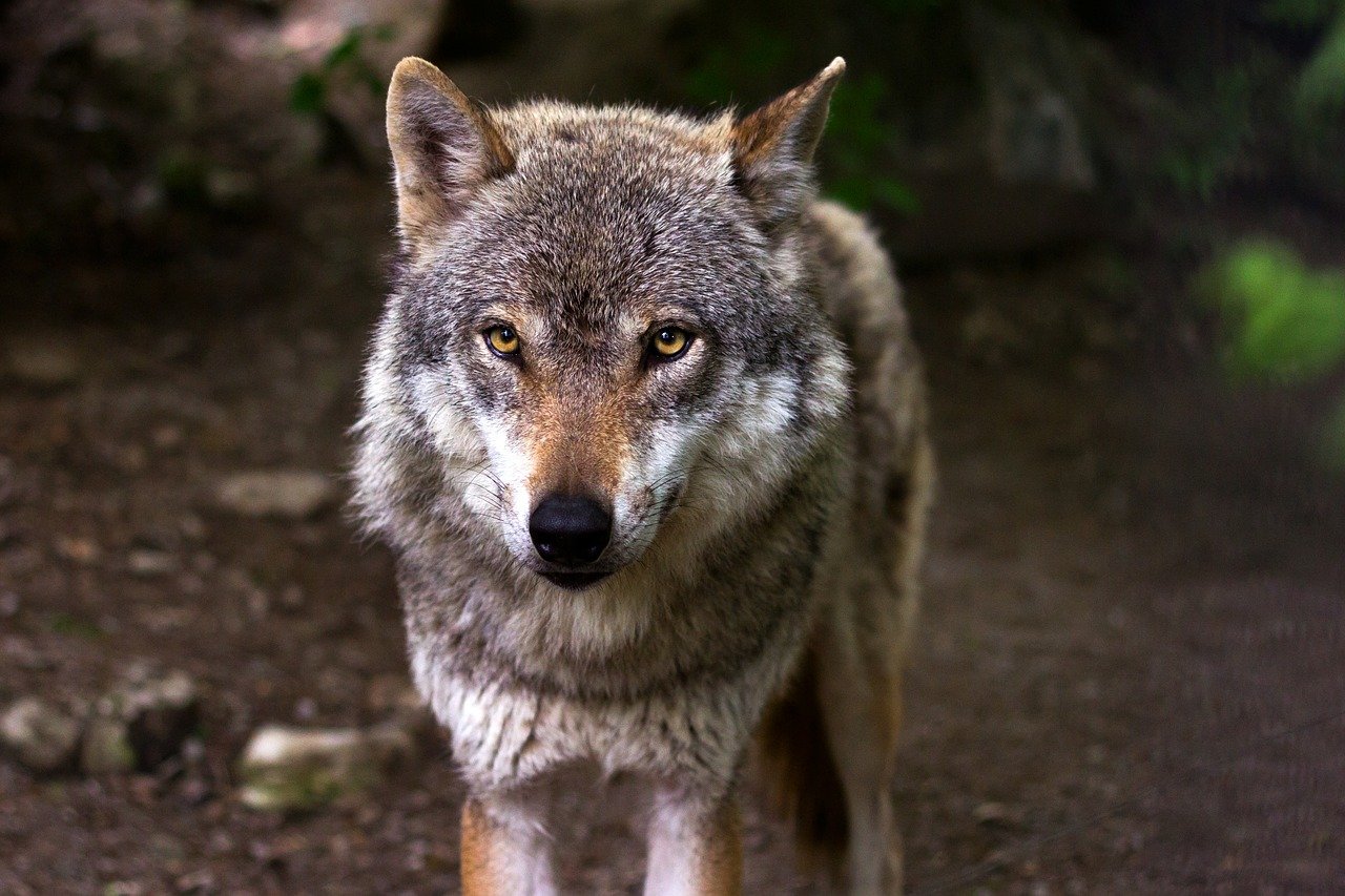 Des militants pro-loups ont envahi les locaux de la FDSEA du Doubs