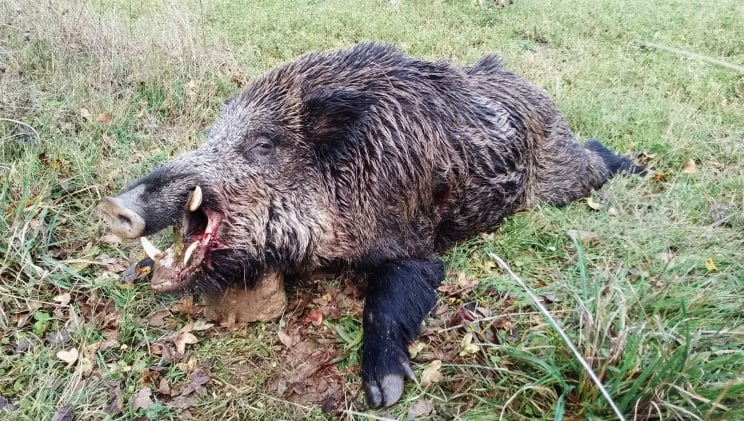 Un très joli sanglier prélevé en Aveyron