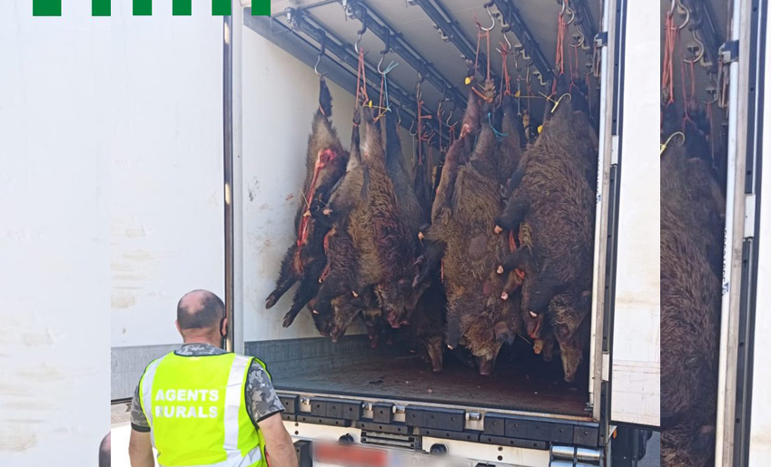 Un camion frigorifique contenant 344 sangliers transportés illégalement intercepté en Catalogne