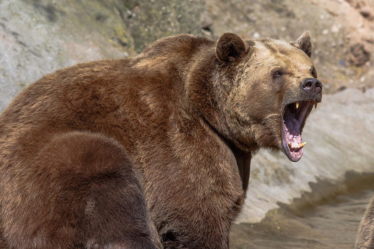 Des dizaines d’ours pourraient être déplacés dans les Alpes après la mort du joggeur en Italie