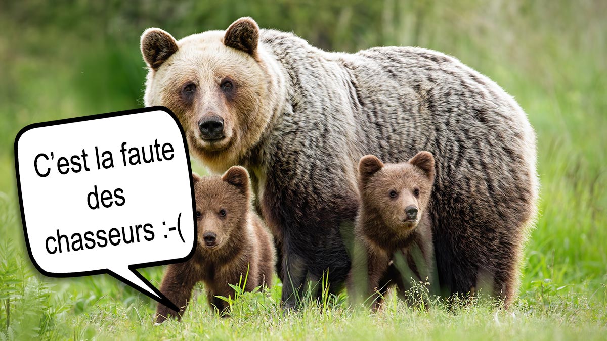 Attaque d’ours en Airège : hallucinante réaction des opposants à la chasse