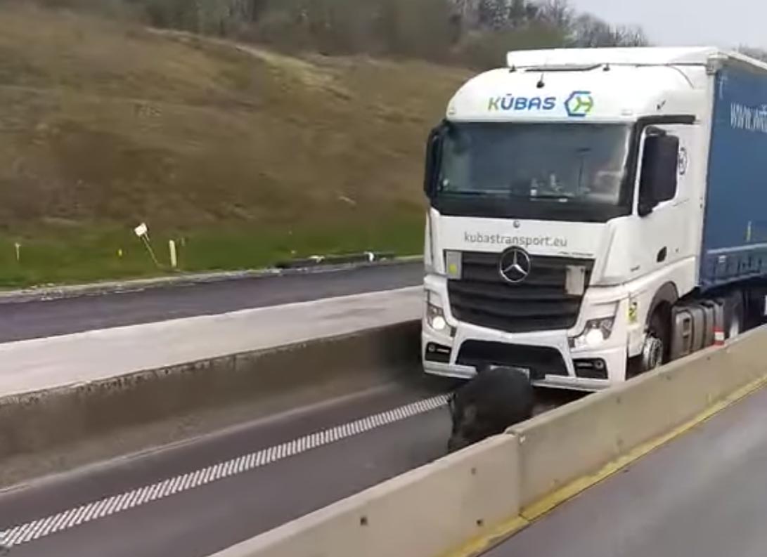 [Vidéo] Un sanglier créé un embouteillage monstre sur l’autoroute