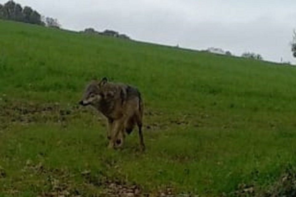 Un loup gris confirmé dans le Calvados