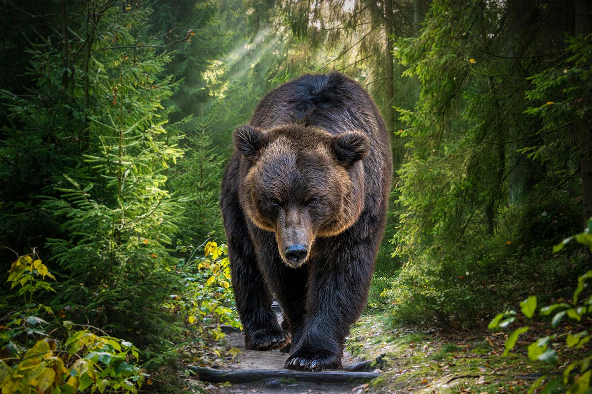 La justice suspend 6 arrêtés autorisant l’effarouchement d’ours dans les Pyrénées