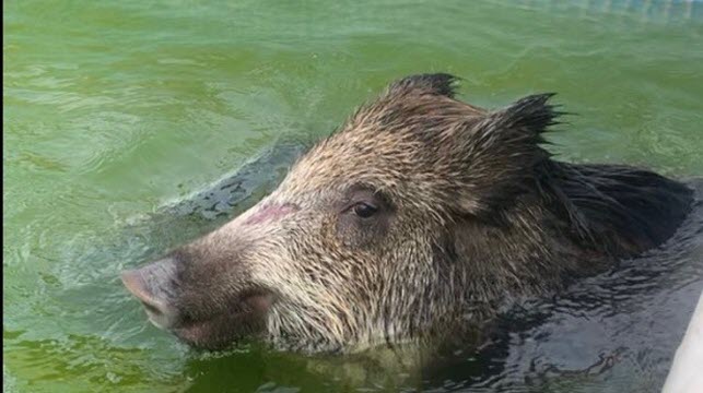 Un sanglier coincé dans une piscine secouru par un chasseur dans le Jura