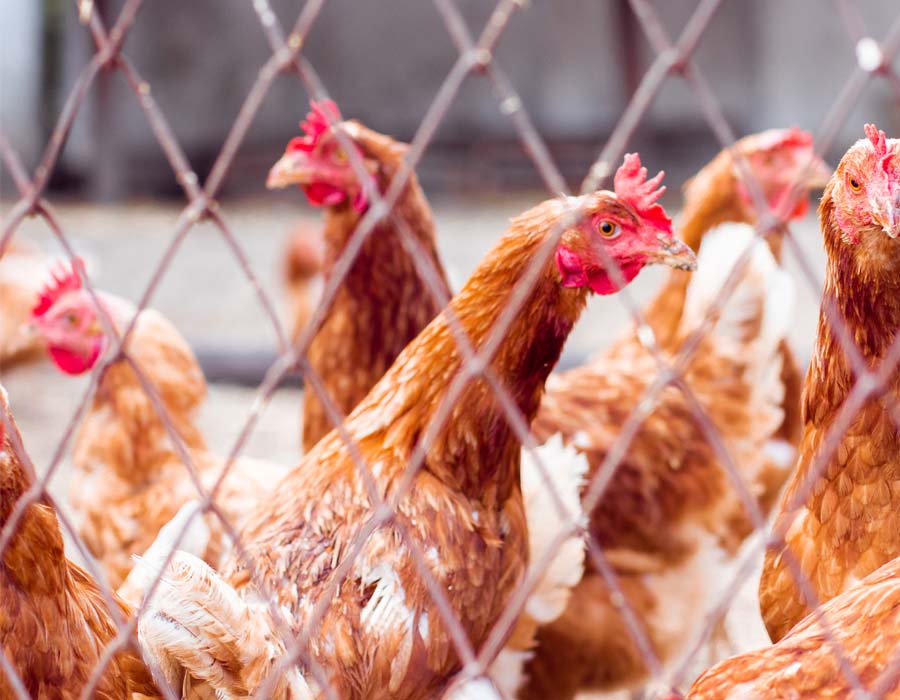 Risque élevé de grippe aviaire en France, les volailles confinées