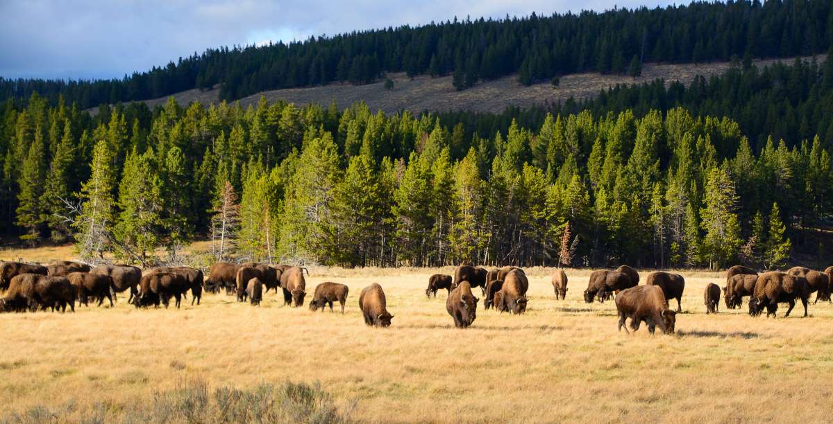 Yellowstone : 900 bisons vont devoir être régulés, faute de prédateurs naturels