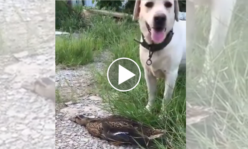 [Vidéo] Un canard très malin
