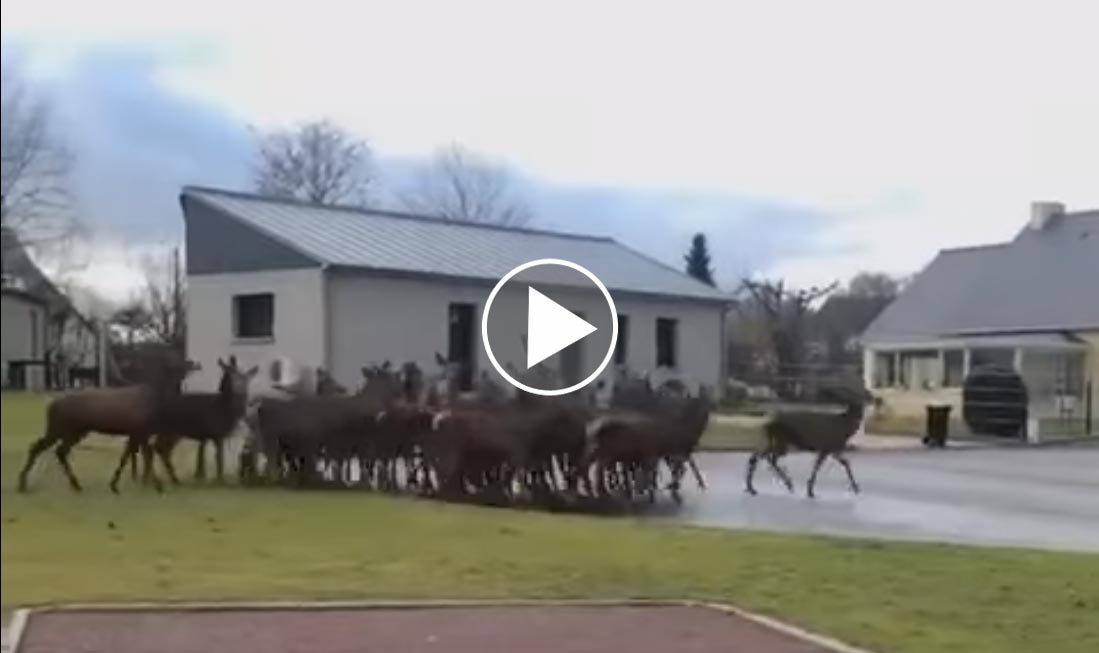 [Vidéo] Une harde de cervidés en pleine zone pavillonnaire