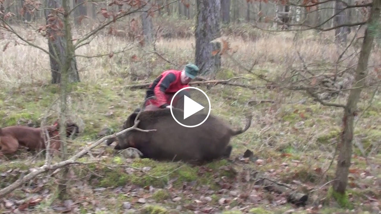 [Vidéo] Un chasseur violemment chargé par un sanglier