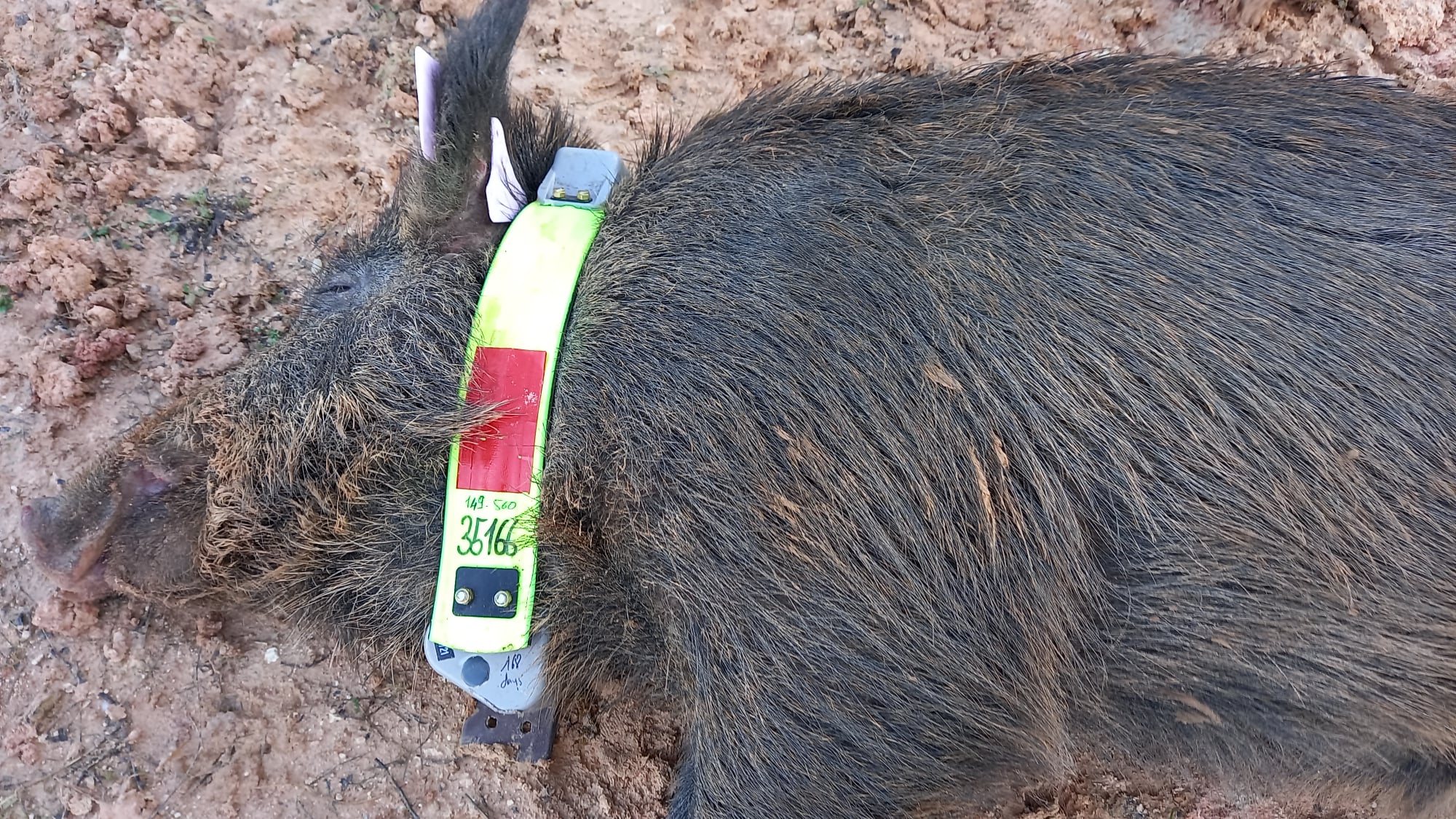 La Fédération des chasseurs du Tarn a équipé Charlie, le sanglier idéal pour une étude de terrain