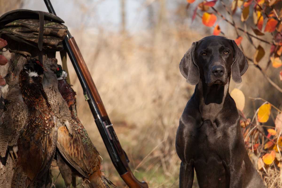 [Conseil Véto] Comment éviter les crises d’hypoglycémie chez le chien de chasse et comment réagir