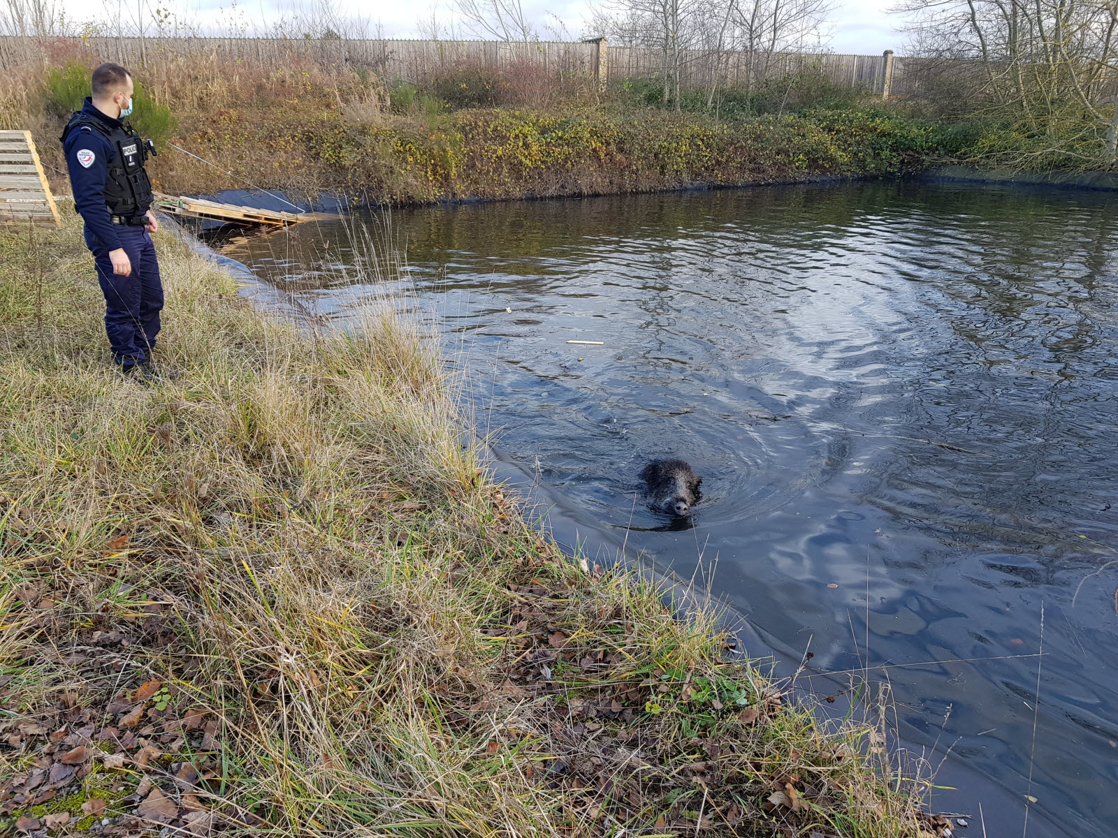 Saône-et-Loire : une laie tombée à l’eau aidée par les autorités et les pompiers