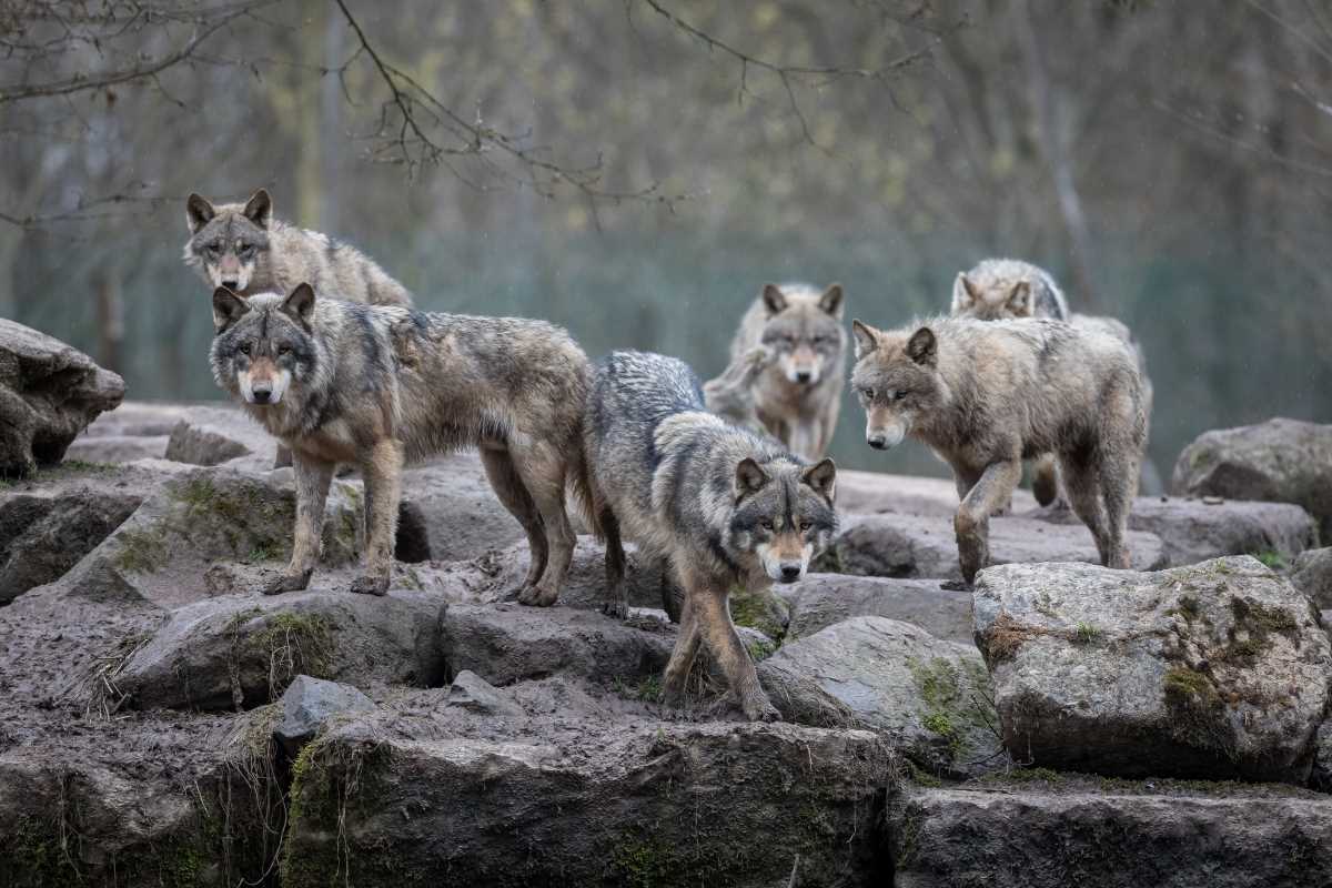 Plan national loup reporté : il y aurait moins de loups en France selon les estimations officielles