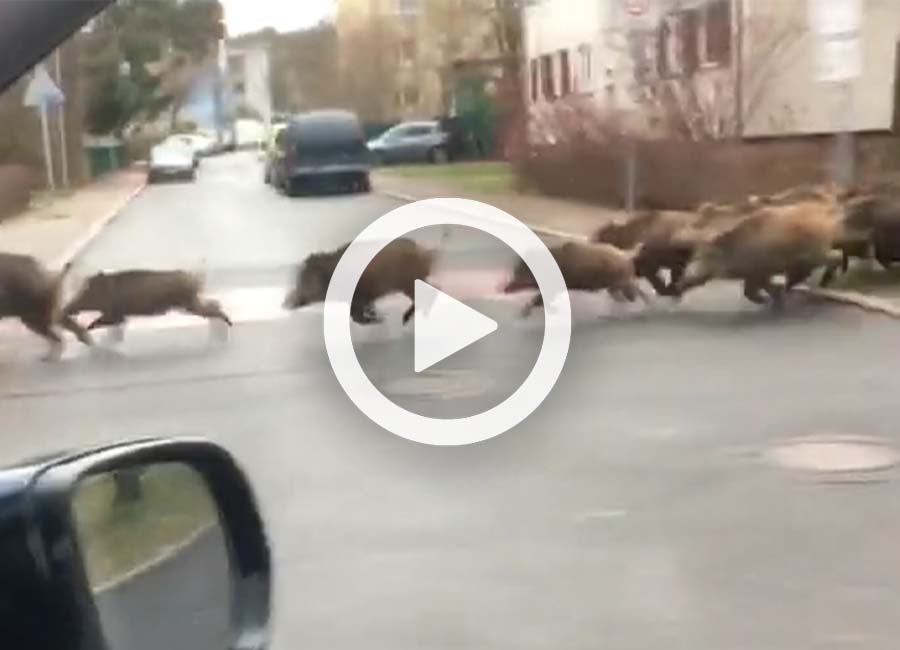 [Vidéo] Une énorme compagnie de sangliers en pleine ville