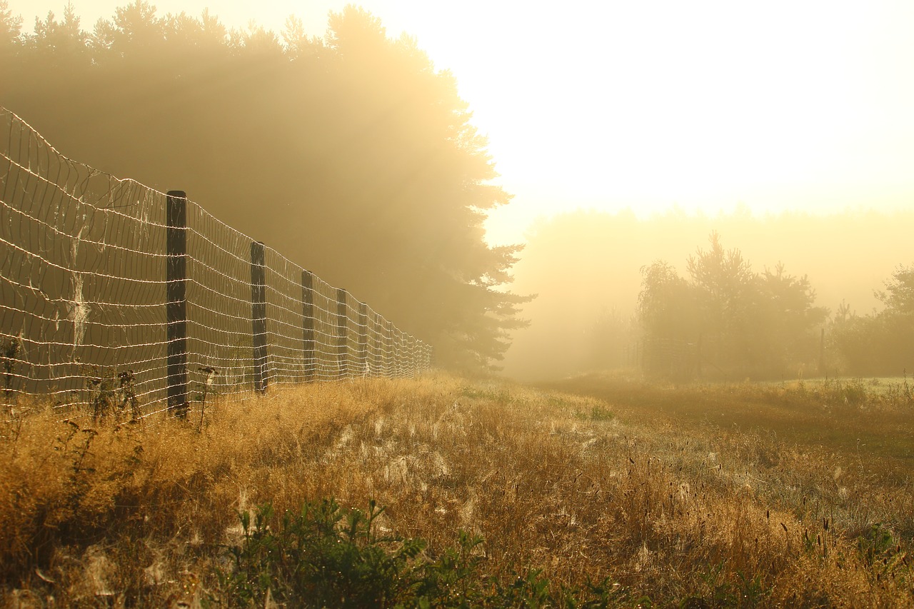 Une proposition de loi a été déposée pour interdire les grillages en forêt