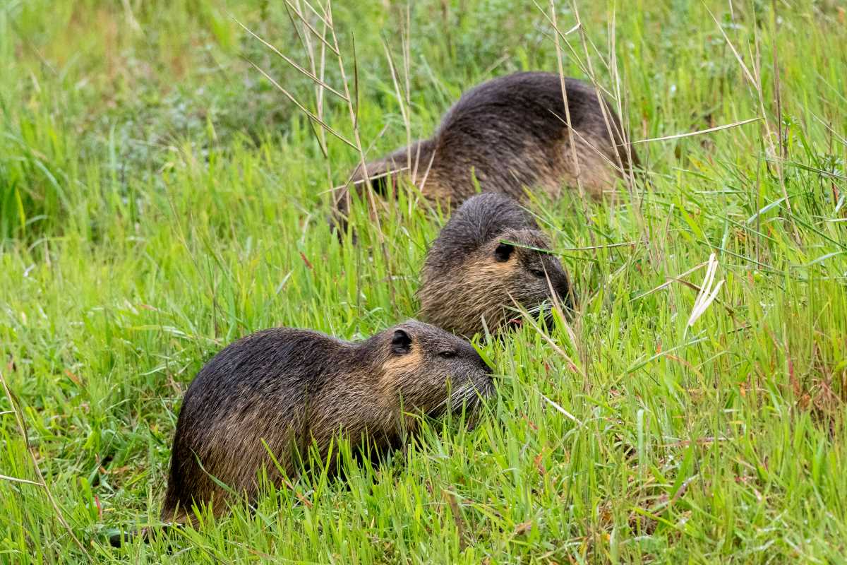 Un record de ragondins et rats musqués capturés dans la Manche