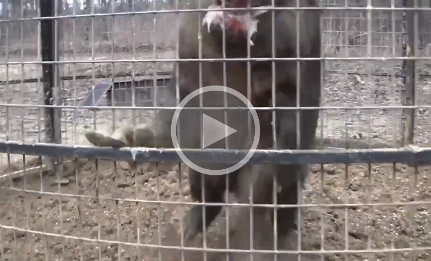 [Vidéo] La furie d’un sanglier piégé dans une cage