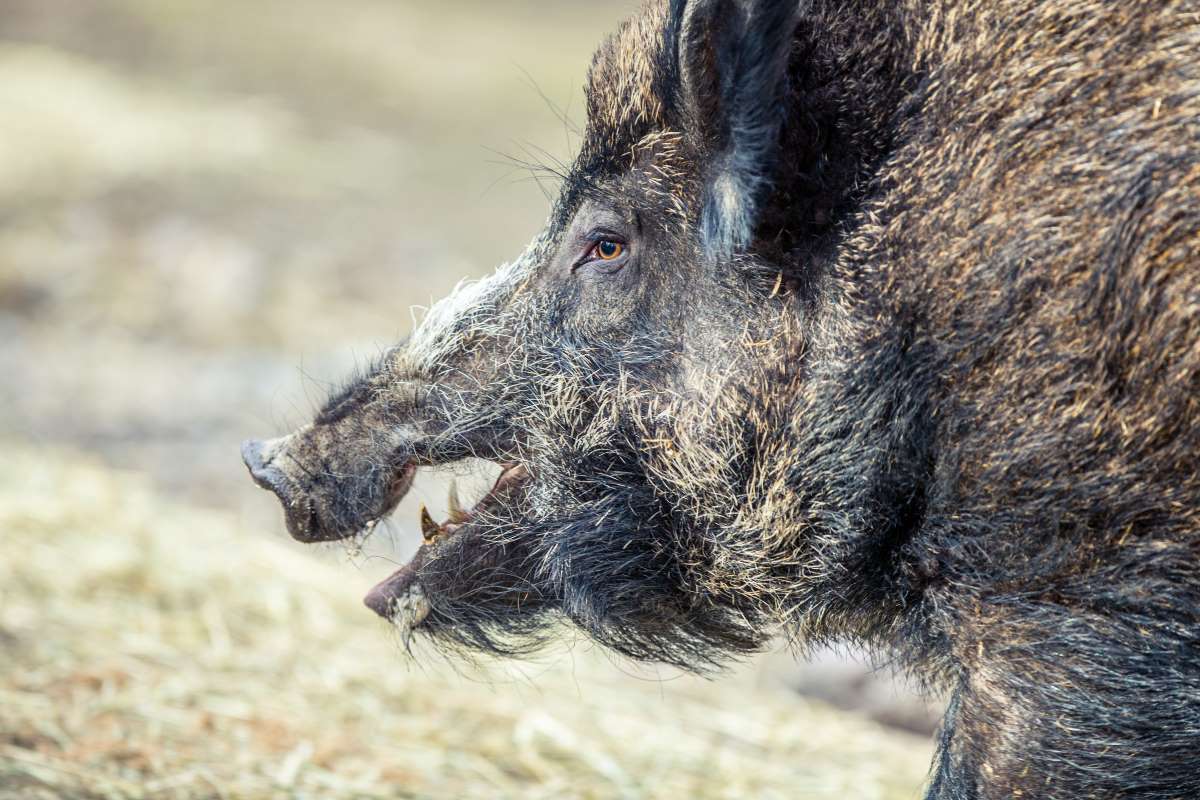 Hautes-Alpes : un sanglier attaque un chien de berger, la propriétaire incrimine les chasseurs