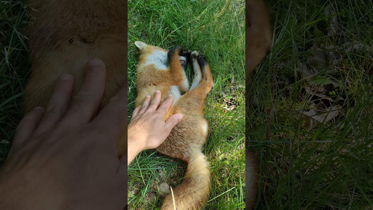 [Vidéo] Un renard surpris en pleine sieste