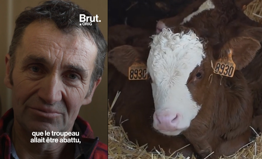 Brucellose en Haute-Savoie : la détresse de l’éleveur face à l’abattage imposé de son troupeau