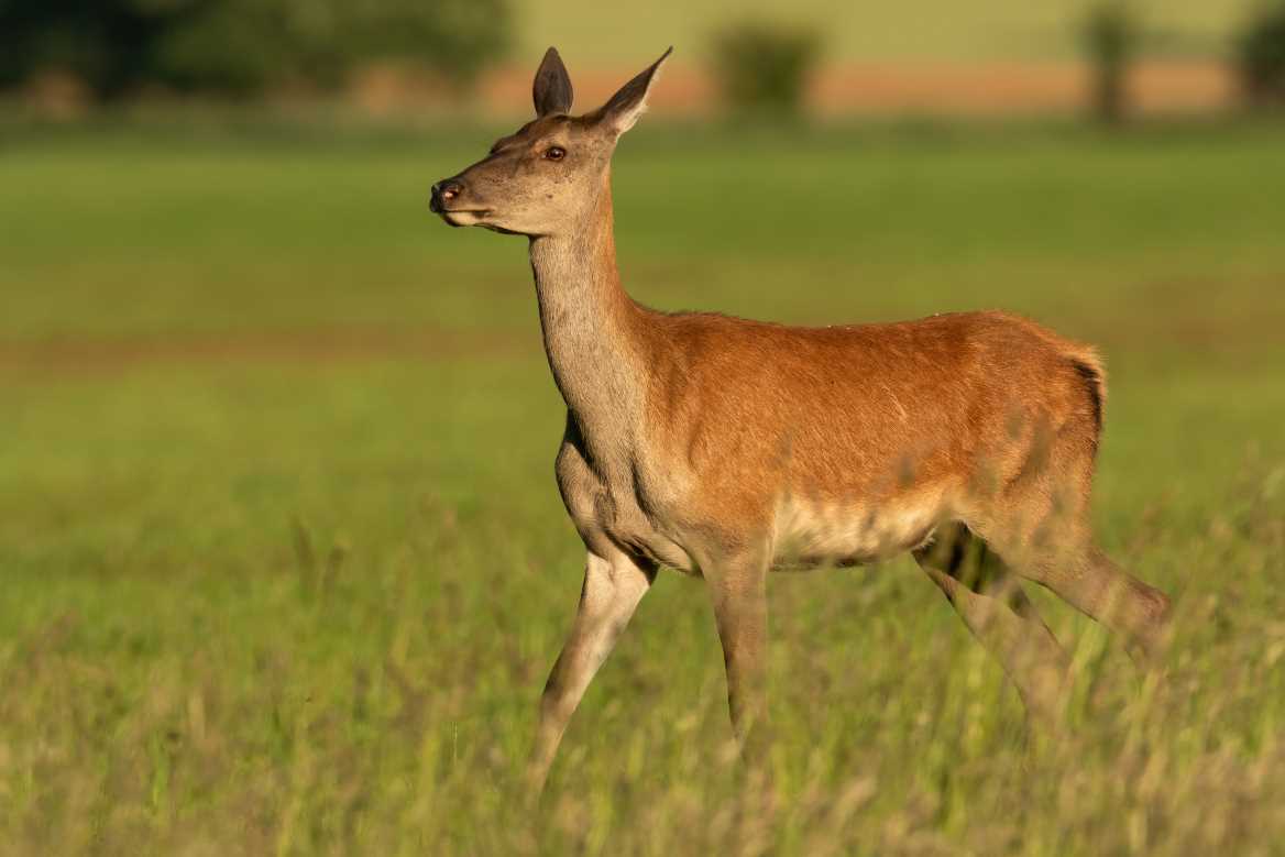 Un chasseur de 74 ans tué par une biche