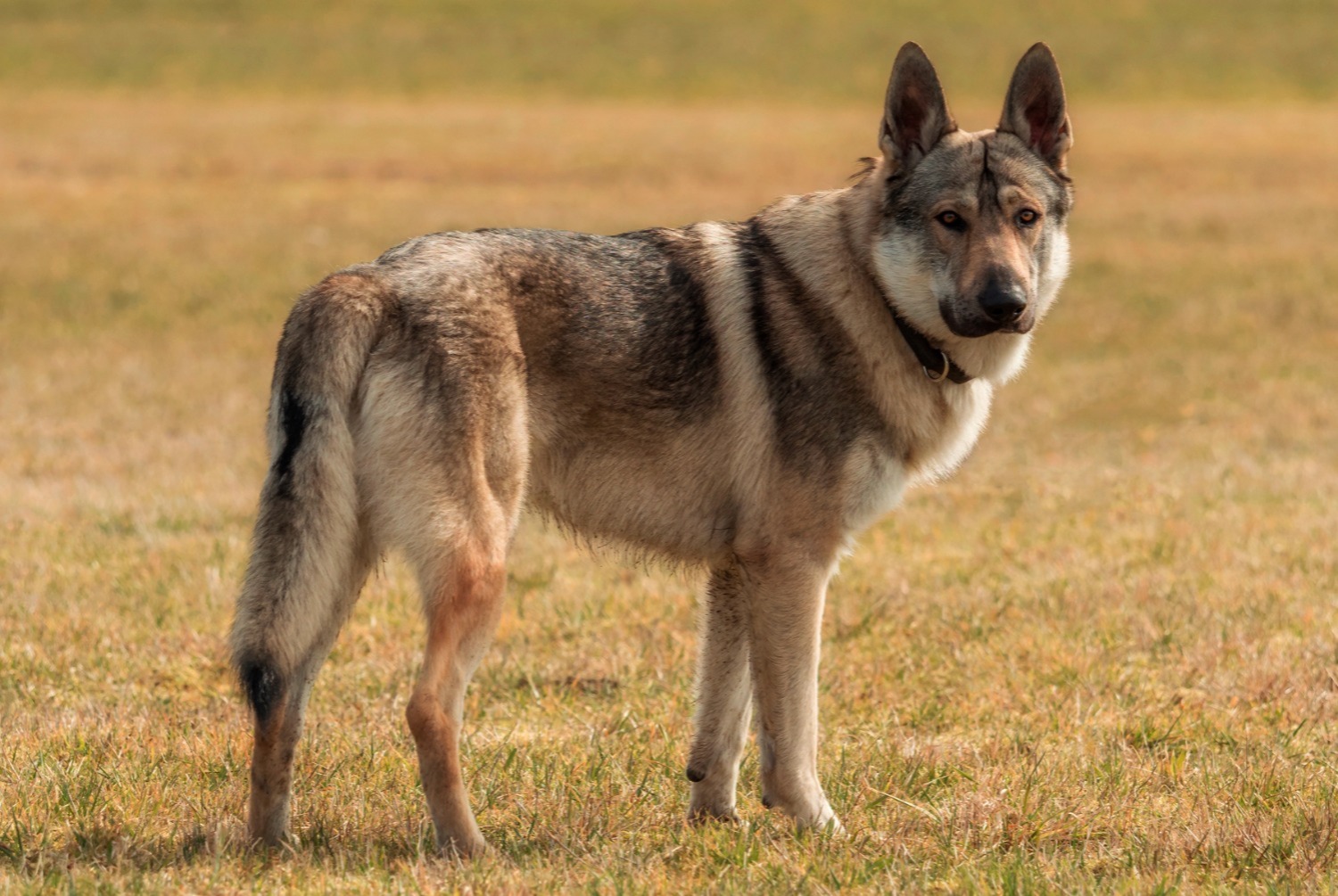 Gard : une meute de chiens-loups attaque un homme et son chien