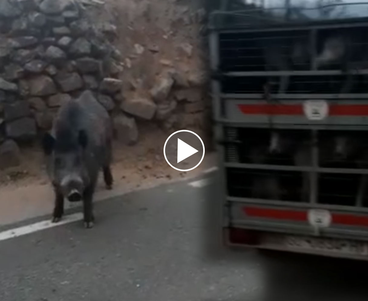 [Vidéo] Un sanglier provocateur !