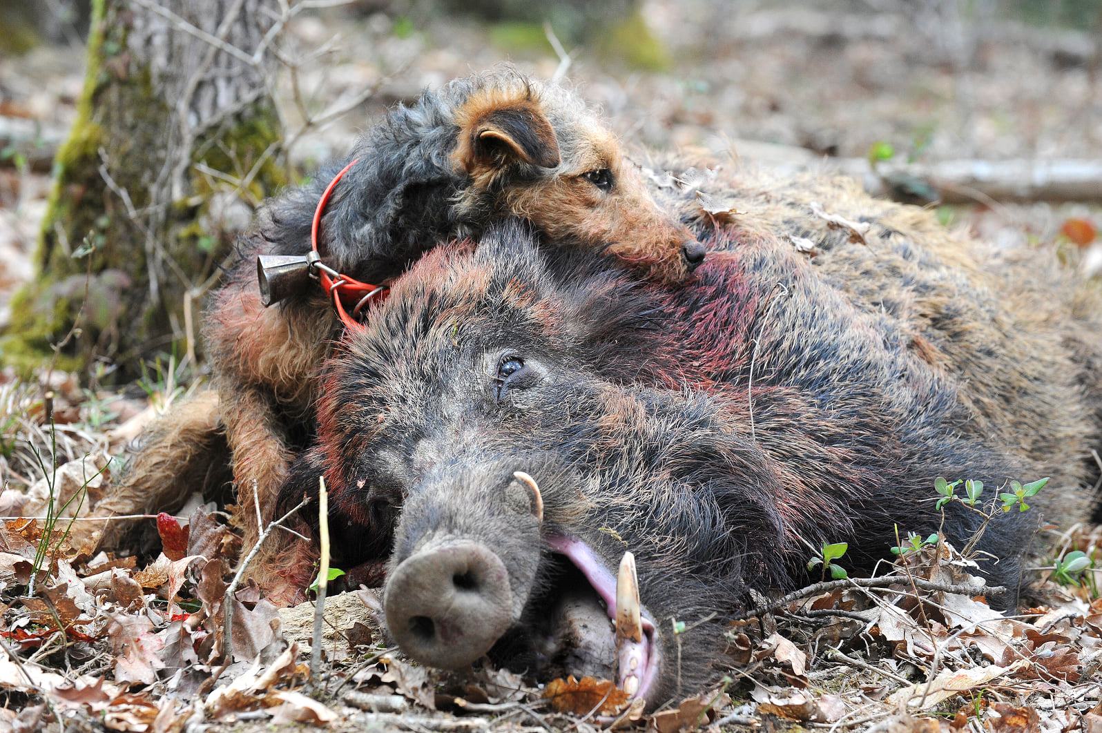 Des cas de pseudo-rage détectés dans les Hautes-Pyrénées