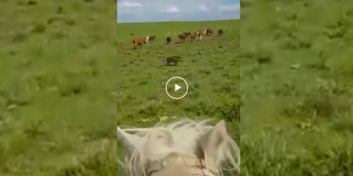 [Vidéo] Un sanglier qui se prend pour un chien de troupeau