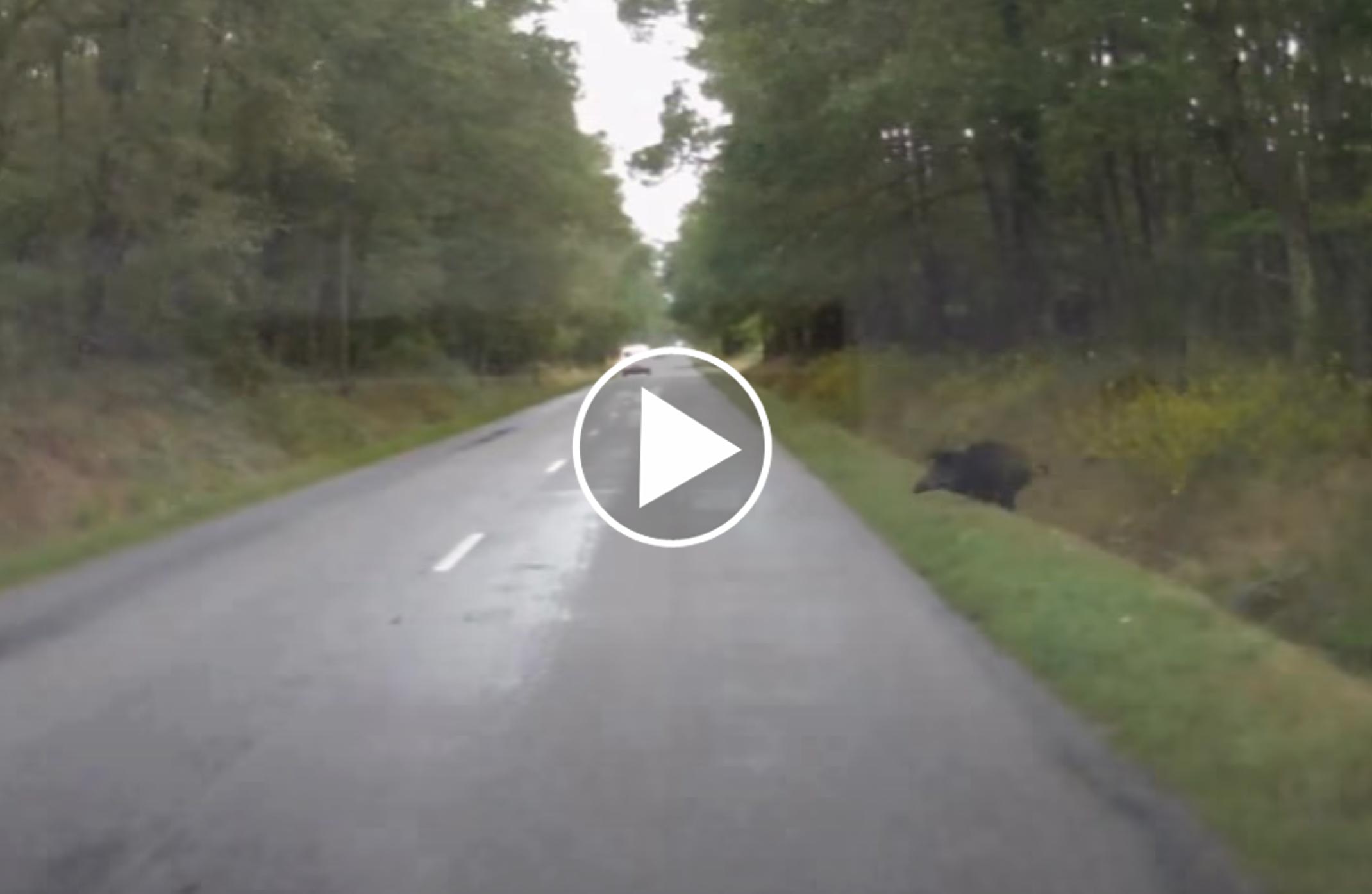 [Vidéo] Une collision entre une voiture et un sanglier évitée de justesse