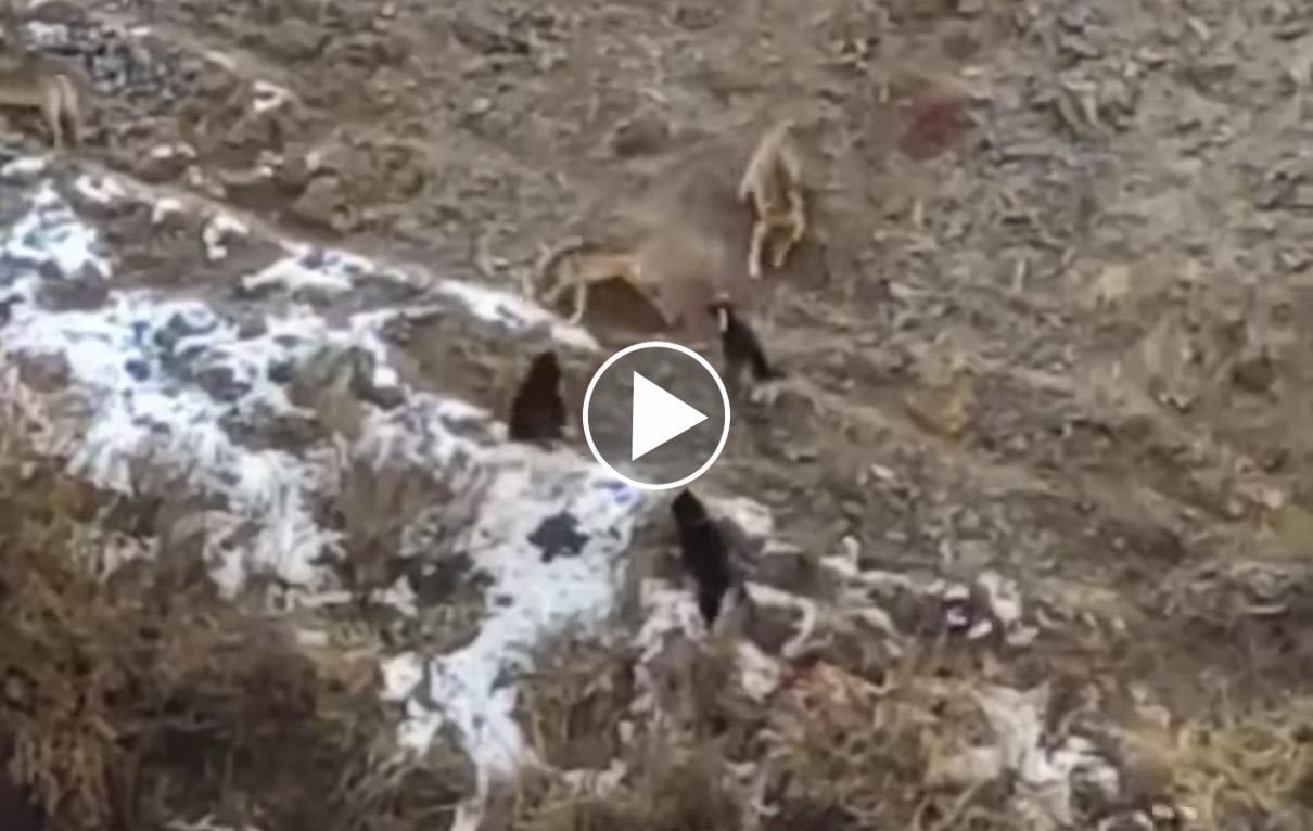 [Vidéo] Attaque de loups sur des chiens de troupeaux