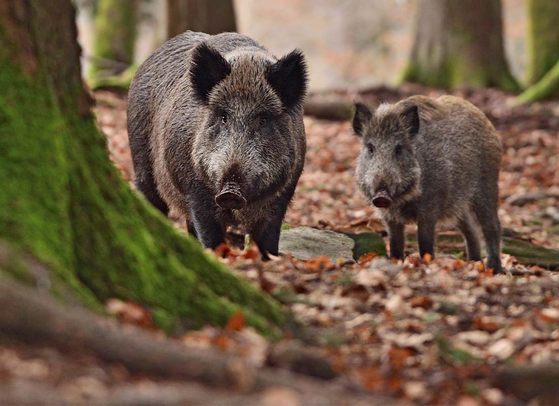 Seine-et-Marne : Les chasseurs appelés au secours pour une battue aux sangliers difficile à organiser