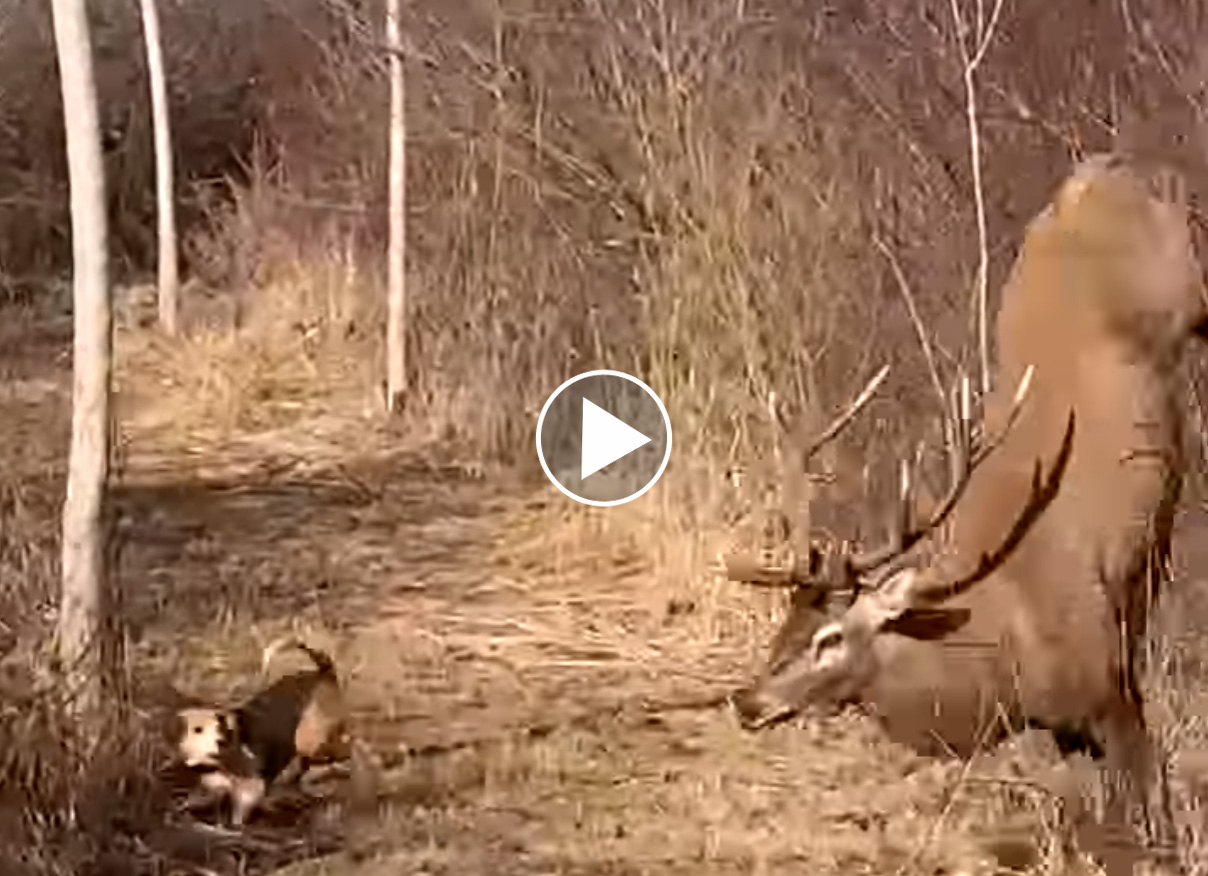 [Vidéo]  Un cerf et une biche filmés de très (très) près