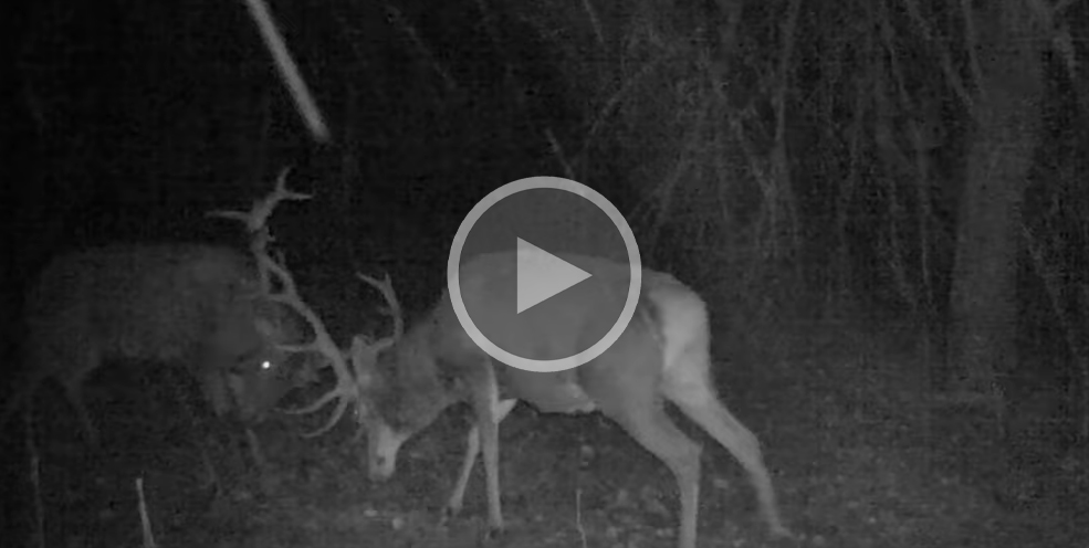 [Vidéo] Quand deux cerfs rivaux se livrent bataille sous la neige