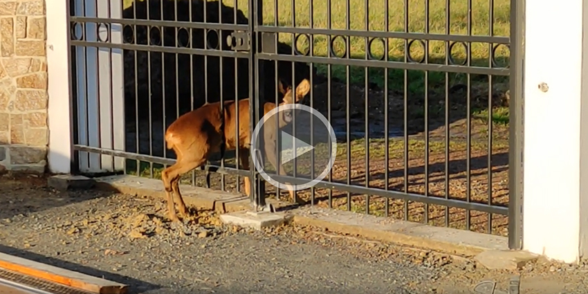 [Vidéo] Un chevreuil en bien mauvaise posture