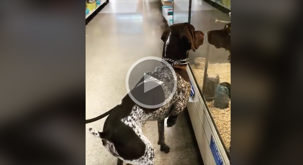 [Vidéo] Quand ton chien de chasse se met à l’arrêt n’importe où