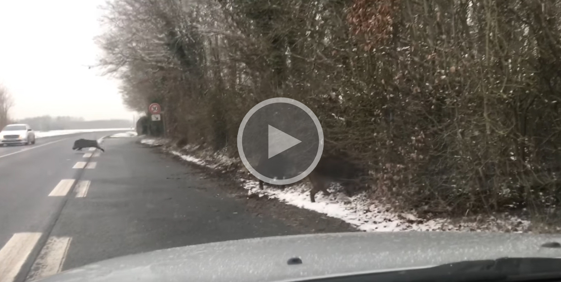 [Vidéo] Une compagnie de sangliers tente de démolir le grillage le long d’une route