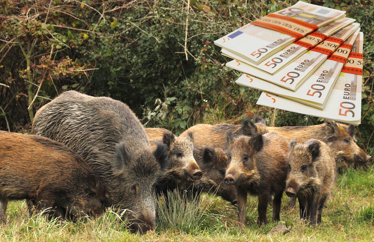 La professionnalisation de la chasse pourrait coûter jusqu’à 8 milliards d’euros