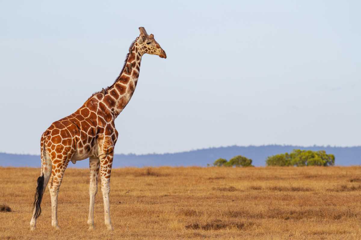 Les populations de girafes vont mieux, oui mais….