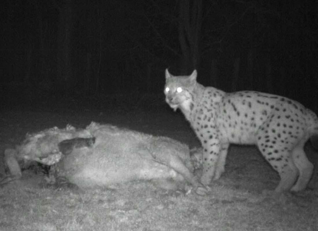 Saône-et-Loire : un lynx égorge deux brebis