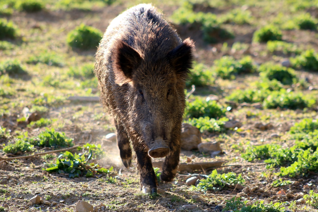 Dordogne : des sangliers essaient d’entrer dans les maisons et attaquent des chiens