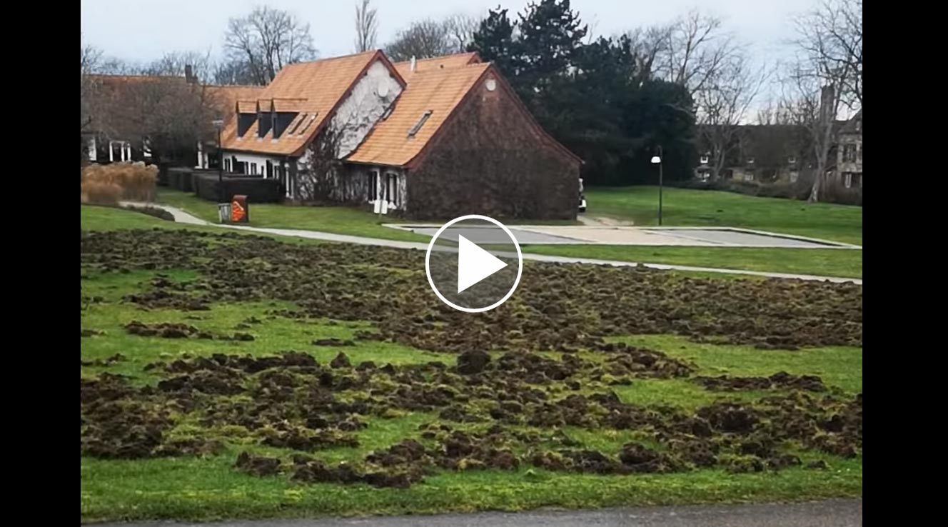 [Vidéo] Un quartier ravagé par les sangliers !