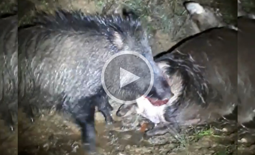 [Vidéo] Un sanglier se fait un festin d’un cervidé mort