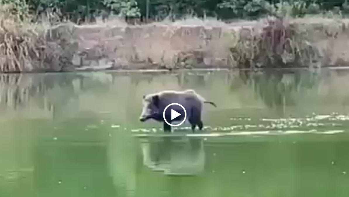 [Video] Un sanglier pêcheur !